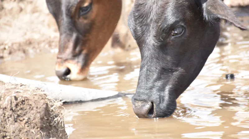 Cows drinking water from the ground Cows drinking water from the ground